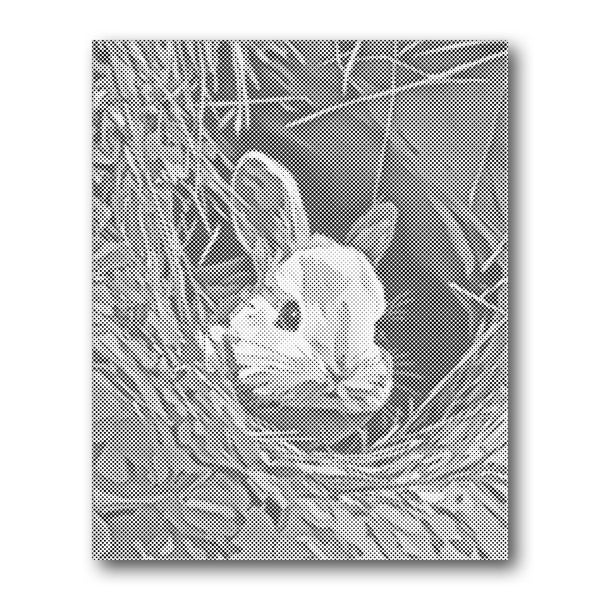 Dot PaintingBaby Rabbit in Nest - isuvio