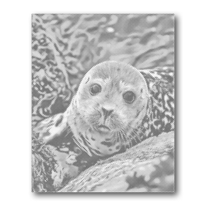 Dot PaintingHarbor Seal - isuvio