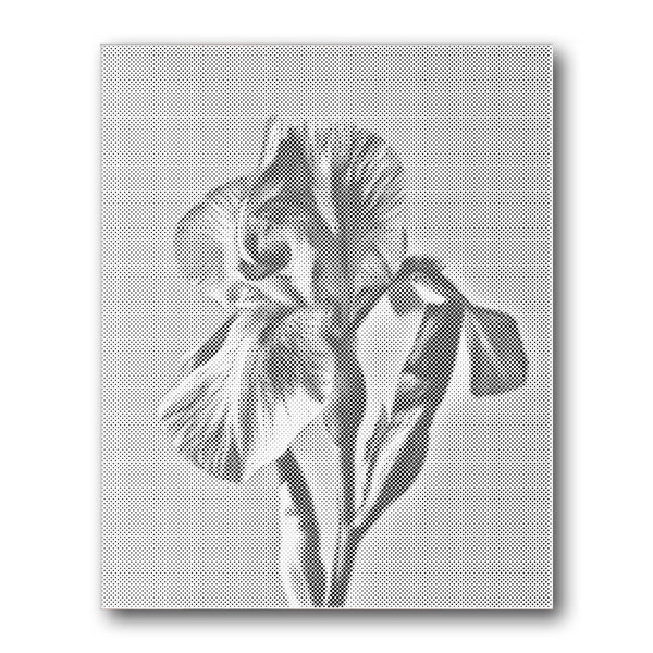 Dot PaintingIris Flower Closeup - isuvio