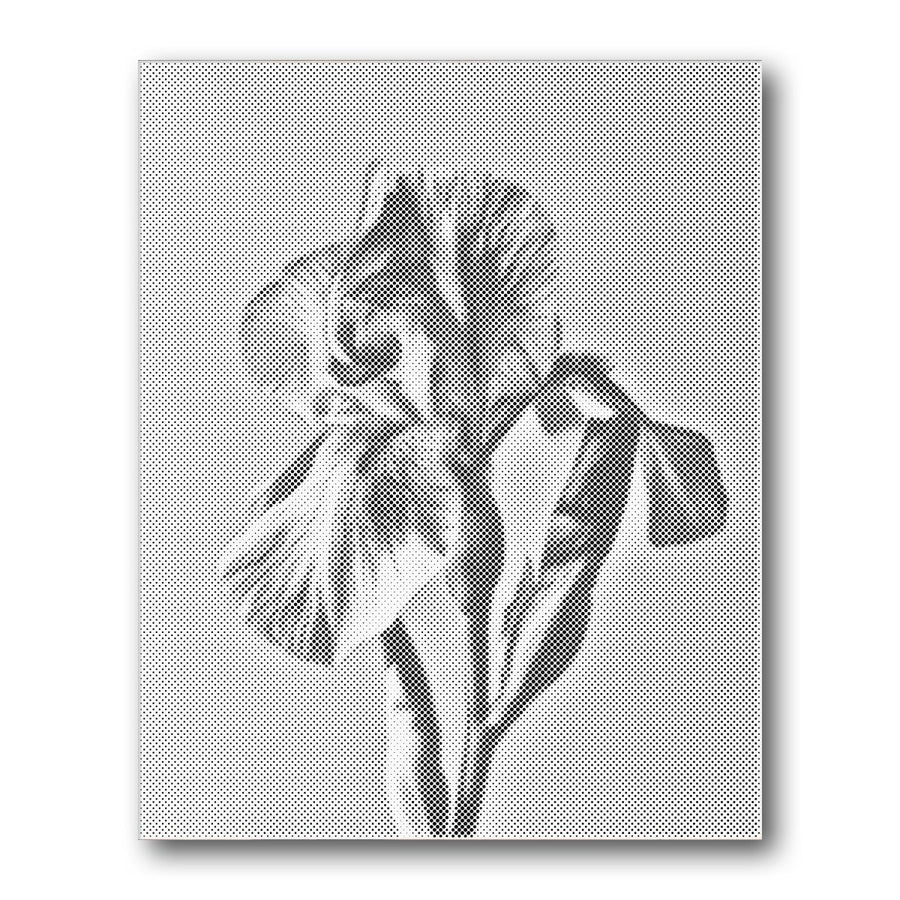Dot PaintingIris Flower Closeup - isuvio