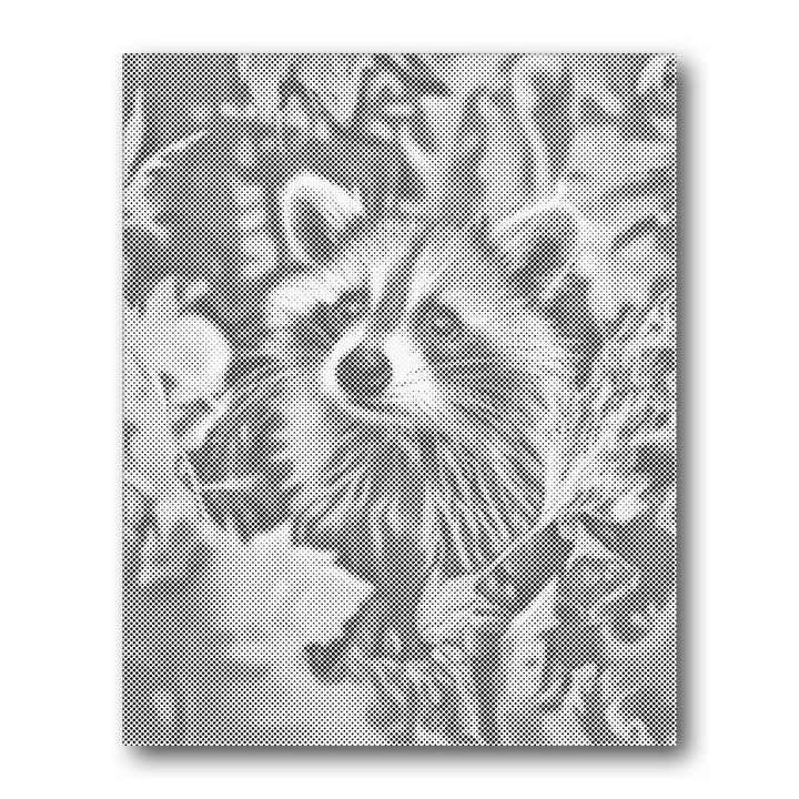 Dot PaintingRaccoon Peeking - isuvio